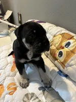 Brown collar, a male Great Dane for sale in Montgomery City, MO – Photo 3 of 10