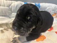 Brown collar, a male Great Dane for sale in Montgomery City, MO – Photo 5 of 10