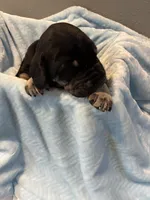 Brown collar, a male Great Dane for sale in Montgomery City, MO – Photo 4 of 10