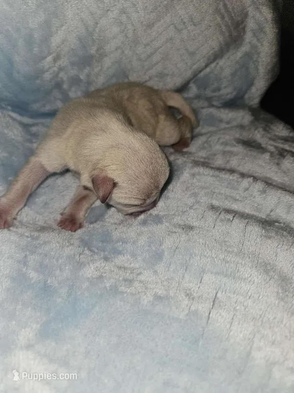 Boy 4 white  – Miniature Schnauzer puppy for sale in Montgomery City, MO