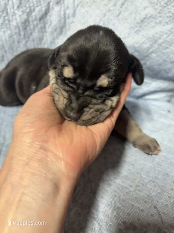 AKC Black female Great Dane  – Great Dane puppy for sale in Montgomery City, MO