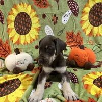 AKC Chocolate Boy Great dane , a male Great Dane for sale in Montgomery City, MO – 3 of 10