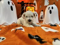 Boy 4 white , a male Miniature Schnauzer for sale in Montgomery City, MO – 2 of 10