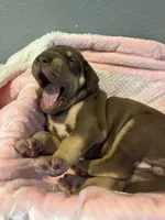 Pink, a female Great Dane for sale in Montgomery City, MO – Photo 3 of 9