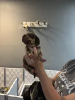 Pink, a female Great Dane for sale in Montgomery City, MO – Photo 7 of 9