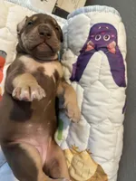 Pink, a female Great Dane for sale in Montgomery City, MO – Photo 2 of 9