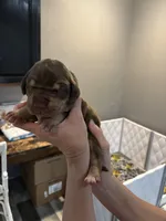 Pink, a female Great Dane for sale in Montgomery City, MO – Photo 6 of 9