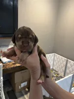 Pink, a female Great Dane for sale in Montgomery City, MO – Photo 5 of 9