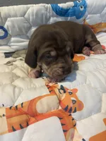 Pink, a female Great Dane for sale in Montgomery City, MO – Photo 8 of 9