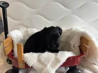 Boy 1 Black, a male Miniature Schnauzer for sale in Montgomery City, MO – 3 of 10