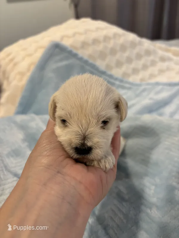 Boy 4 white  – Miniature Schnauzer puppy for sale in Montgomery City, MO