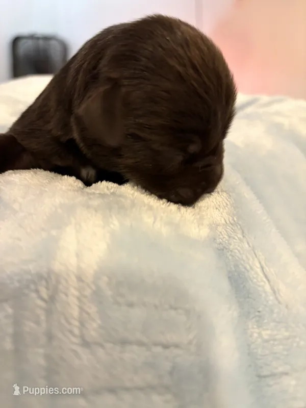 Boy 2 liver – Miniature Schnauzer puppy for sale in Montgomery City, MO