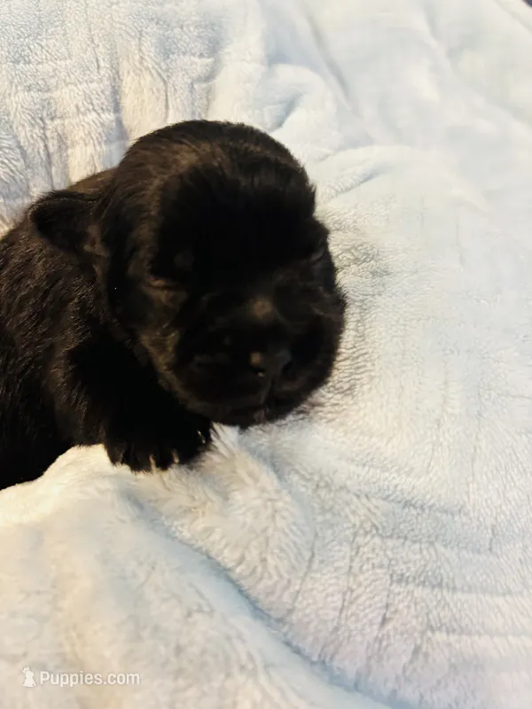 Boy 1 Black – Miniature Schnauzer puppy for sale in Montgomery City, MO