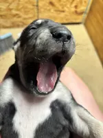 AKC Black female Great Dane , a female Great Dane for sale in Montgomery City, MO – 8 of 10