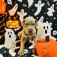 AKC Lilac Great Dane , a female Great Dane for sale in Montgomery City, MO – 4 of 10