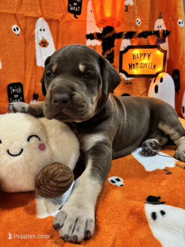 AKC Chocolate Boy Great dane  – Great Dane puppy for sale in Montgomery City, MO