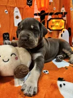 AKC Chocolate Boy Great dane , a male Great Dane for sale in Montgomery City, MO – 7 of 10