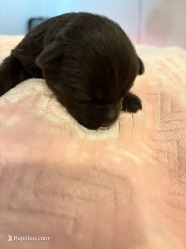 Girl liver – Miniature Schnauzer puppy for sale in Montgomery City, MO