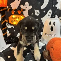 AKC Black female Great Dane , a female Great Dane for sale in Montgomery City, MO – 4 of 10