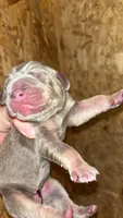 AKC Lilac Great Dane , a female Great Dane for sale in Montgomery City, MO – 1 of 2