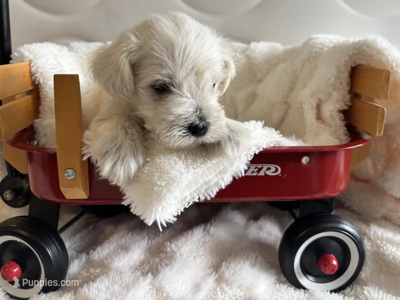 Boy 4 white  – Miniature Schnauzer puppy for sale in Montgomery City, MO