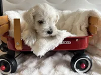 Boy 4 white , a male Miniature Schnauzer for sale in Montgomery City, MO – 8 of 10