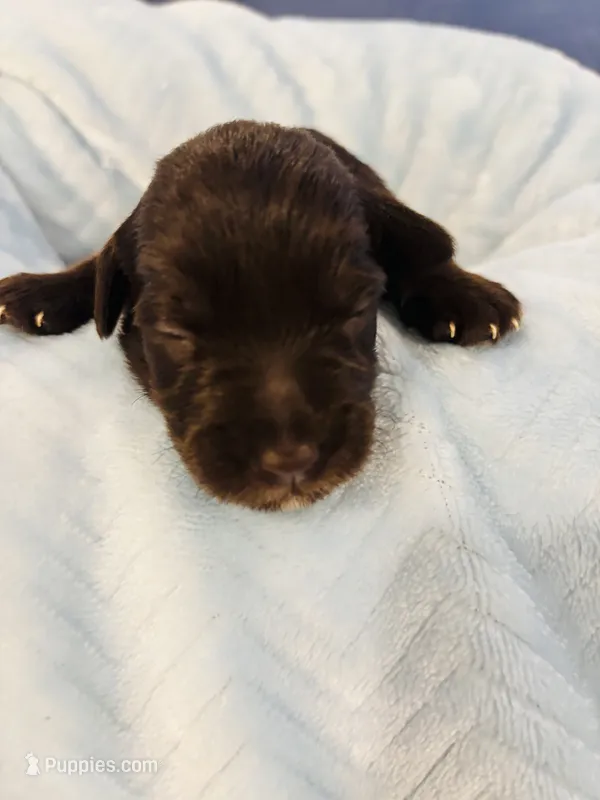 Boy 2 liver – Miniature Schnauzer puppy for sale in Montgomery City, MO