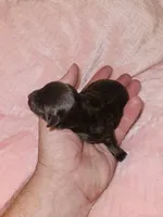 Girl liver, a female Miniature Schnauzer for sale in Montgomery City, MO – 2 of 2