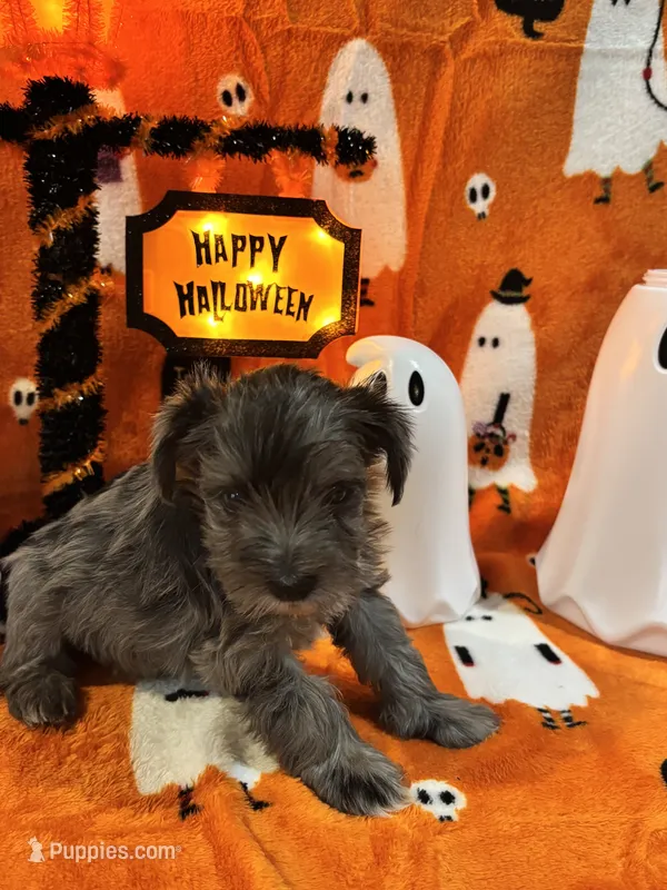Merle male  – Miniature Schnauzer puppy for sale in Montgomery City, MO