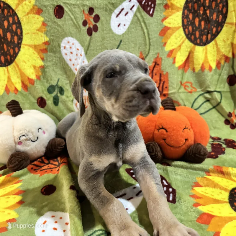 AKC Lilac Great Dane  – Great Dane puppy for sale in Montgomery City, MO