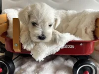 Boy 4 white , a male Miniature Schnauzer for sale in Montgomery City, MO – 3 of 10