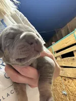 AKC Lilac Great Dane , a female Great Dane for sale in Montgomery City, MO – 9 of 10