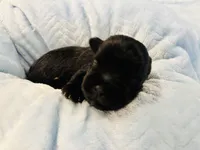 Boy 1 Black, a male Miniature Schnauzer for sale in Montgomery City, MO – 7 of 10