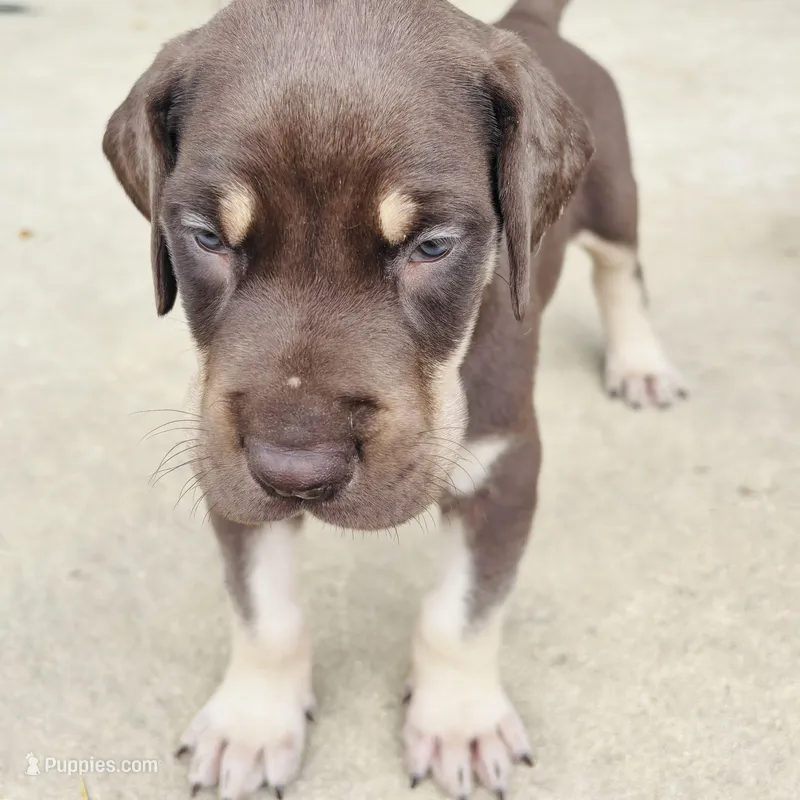 AKC Chocolate Boy Great dane  – Great Dane puppy for sale in Montgomery City, MO