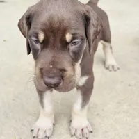 AKC Chocolate Boy Great dane , a male Great Dane for sale in Montgomery City, MO – 2 of 10