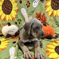 AKC Lilac Great Dane , a female Great Dane for sale in Montgomery City, MO – 3 of 10