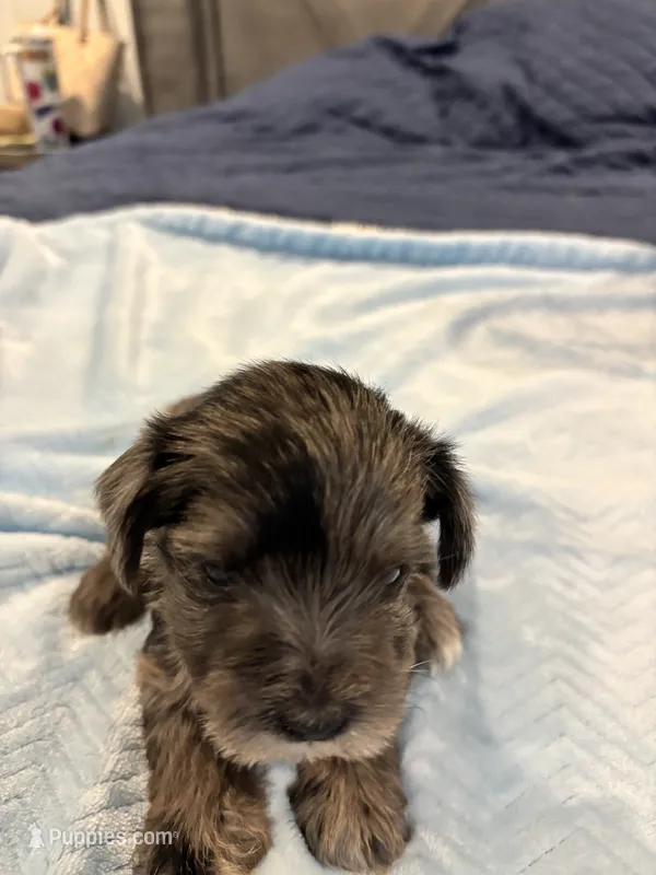 Merle male  – Miniature Schnauzer puppy for sale in Montgomery City, MO