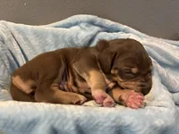 Black collar, a male Great Dane for sale in Montgomery City, MO – Photo 3 of 10