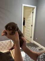 Black collar, a male Great Dane for sale in Montgomery City, MO – Photo 6 of 10