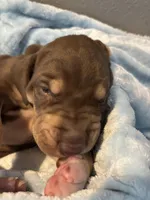 Black collar, a male Great Dane for sale in Montgomery City, MO – Photo 9 of 10