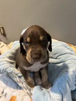 Black collar, a male Great Dane for sale in Montgomery City, MO – Photo 1 of 10