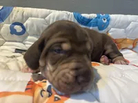 Black collar, a male Great Dane for sale in Montgomery City, MO – Photo 4 of 10