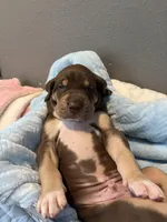 Black collar, a male Great Dane for sale in Montgomery City, MO – Photo 2 of 10