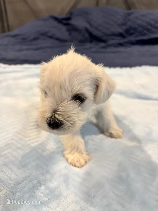 Boy 4 white  – Miniature Schnauzer puppy for sale in Montgomery City, MO