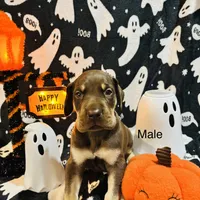 AKC Chocolate Boy Great dane , a male Great Dane for sale in Montgomery City, MO – 6 of 10