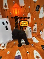 Boy 1 Black, a male Miniature Schnauzer for sale in Montgomery City, MO – 10 of 10