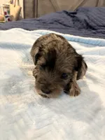 Merle male , a male Miniature Schnauzer for sale in Montgomery City, MO – 5 of 6