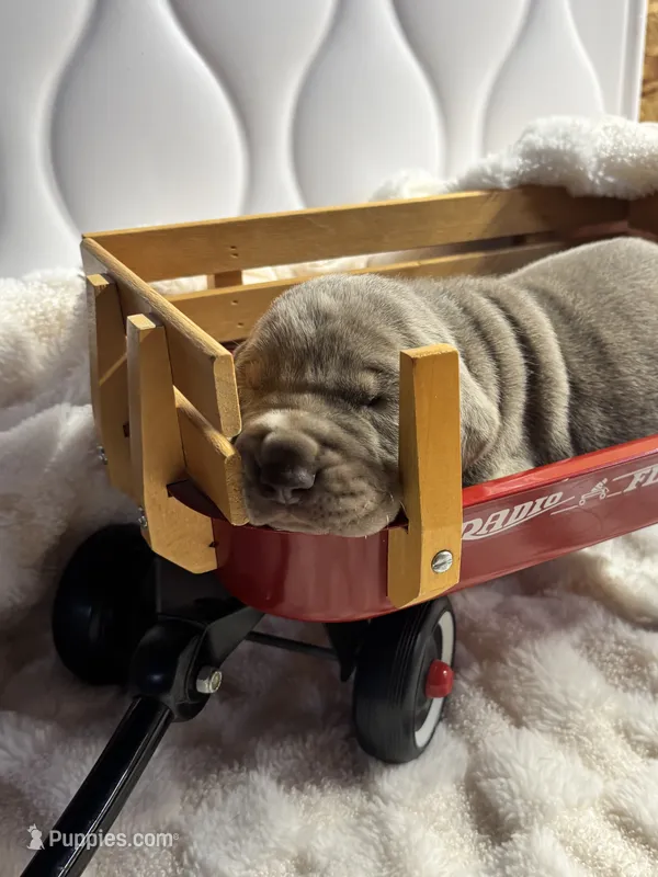 AKC Lilac Great Dane  – Great Dane puppy for sale in Montgomery City, MO