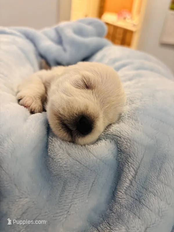 Boy 4 white  – Miniature Schnauzer puppy for sale in Montgomery City, MO