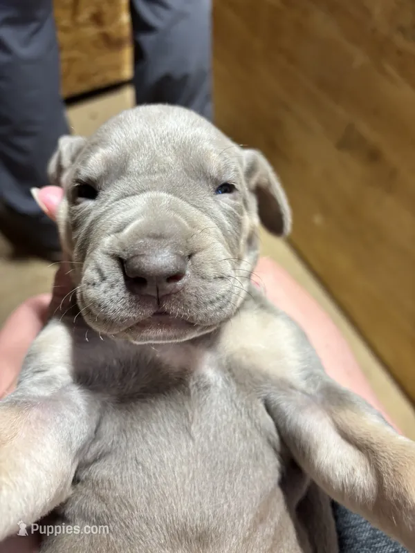 AKC Lilac Great Dane  – Great Dane puppy for sale in Montgomery City, MO